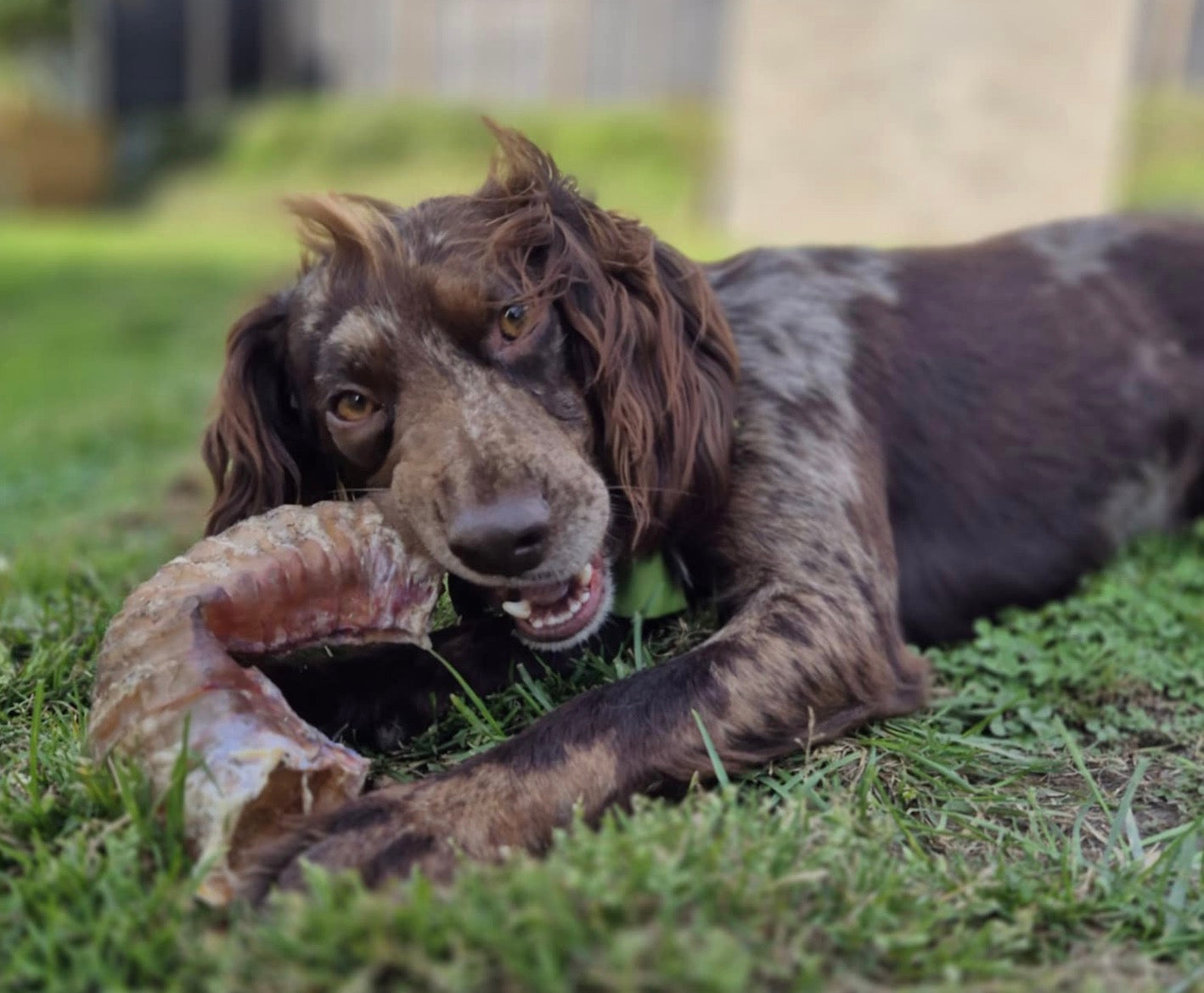 Dog enjoying natural Lickety Sniff treat