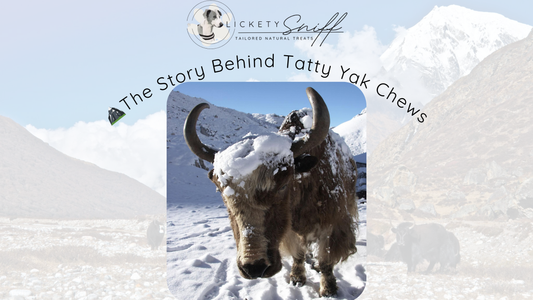 🏔️ From the Himalayas to Happy Tails: The Story Behind Tatty Yak Chews